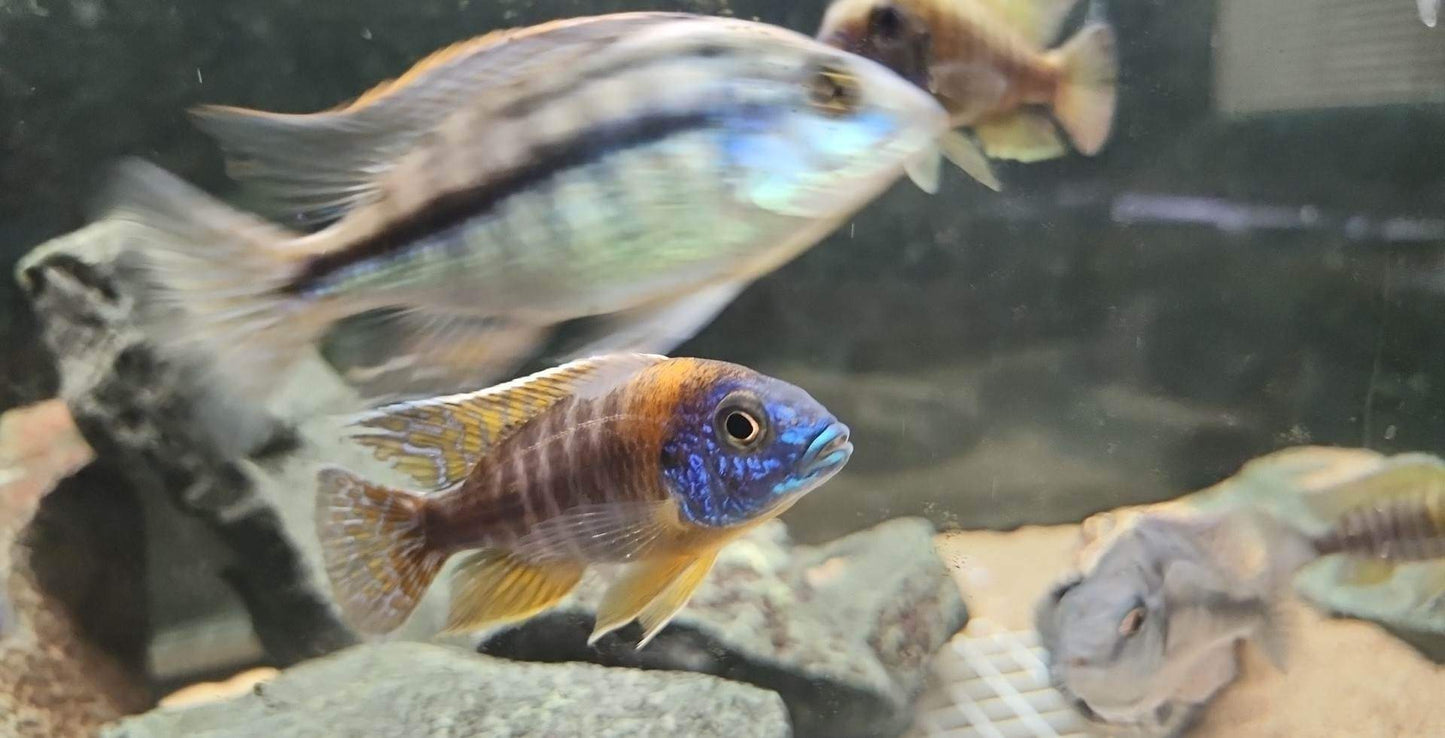 Ruby Red OB (Aulonocara rubescens)