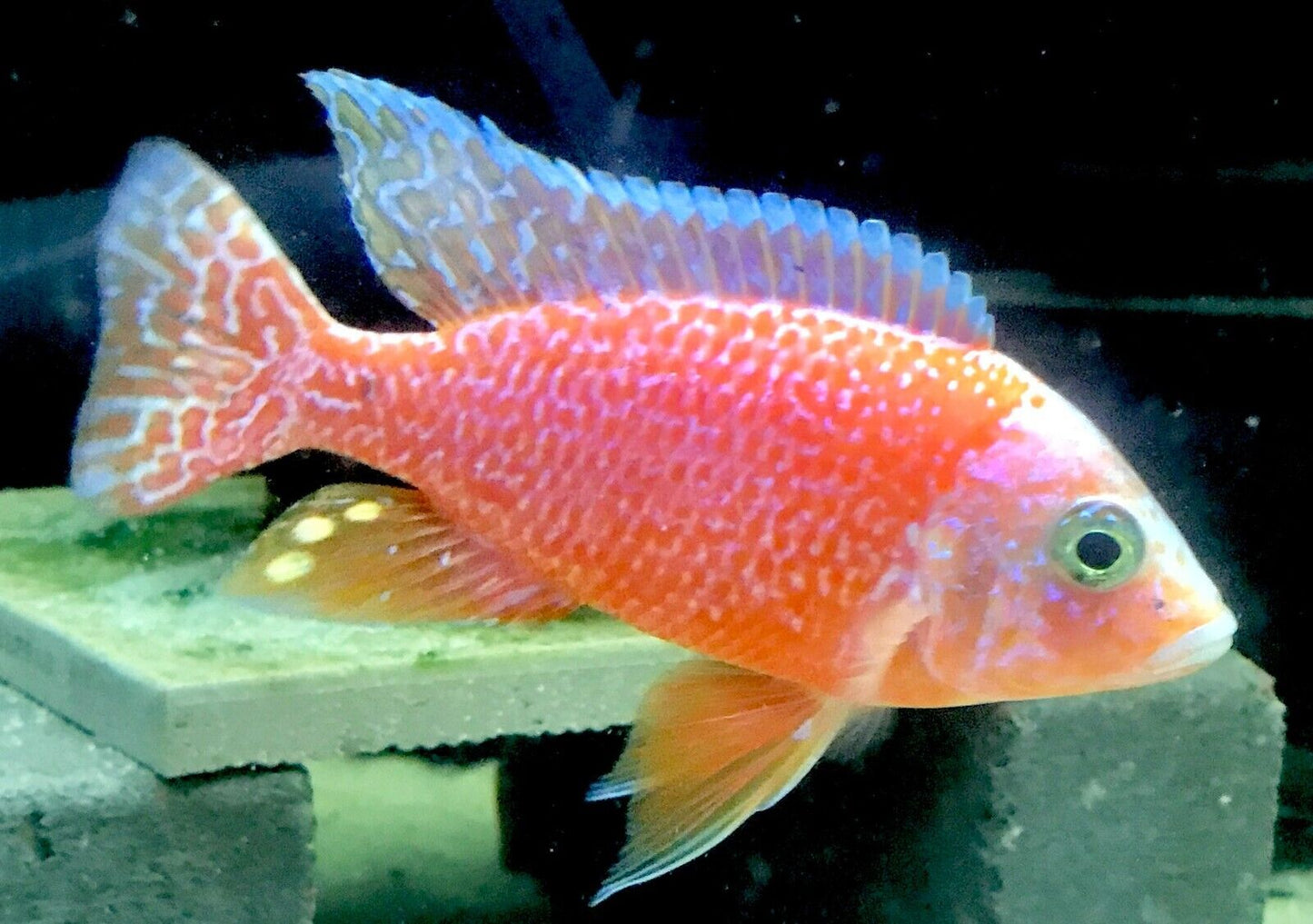 Dragon Blood OB (Aulonocara Sp.)