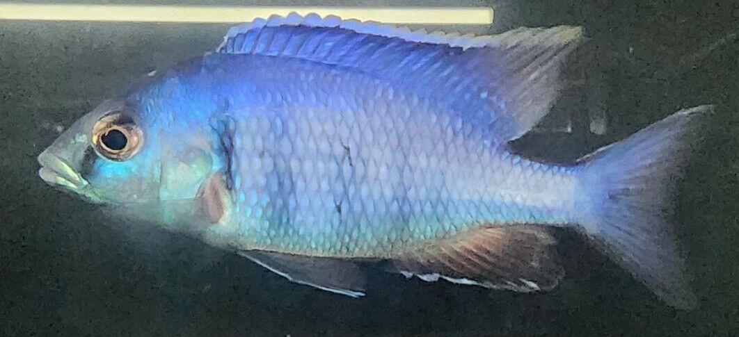 Deep Water Hap (Placidochromis Electra)