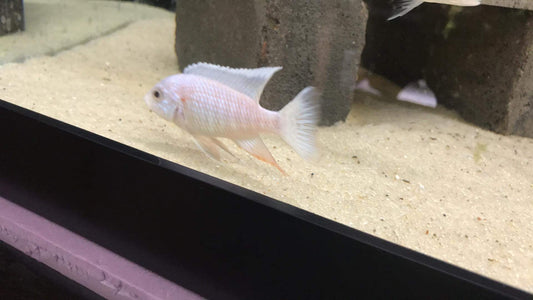 Albino Platinum Turkis (Aulonocara Sp.)