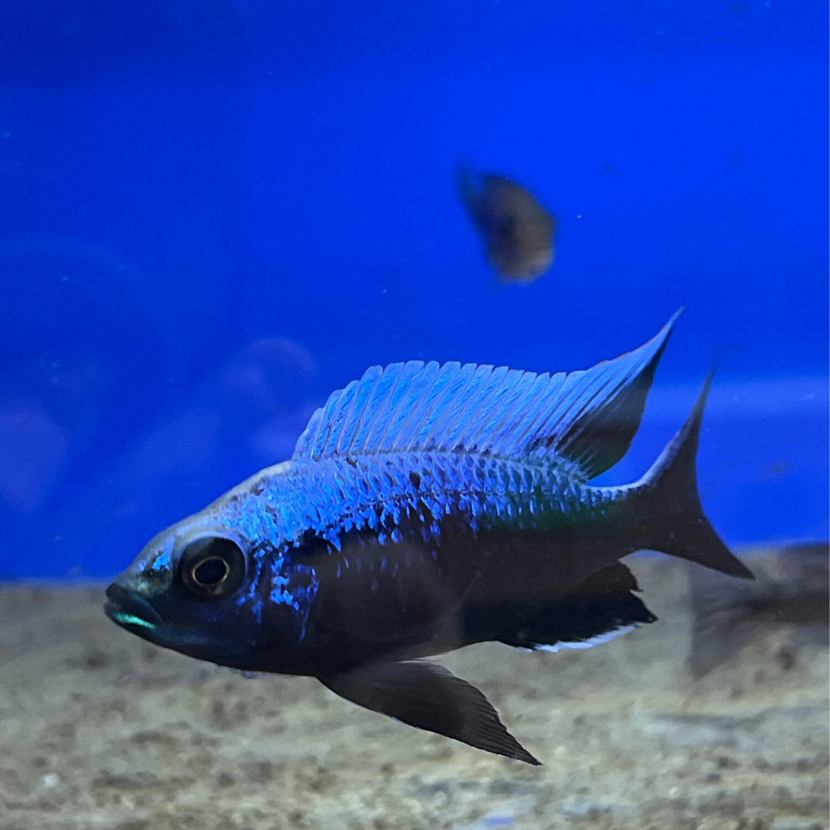 Acula Fish Akuma's Aquatics