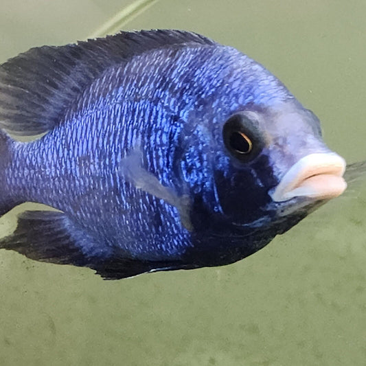 Mdoka White Lips (Placidochromis Phenochilus)