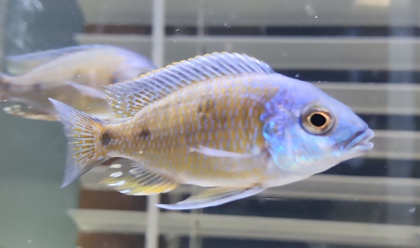 Yellowfin Borleyi (Copadichromis borleyi "mbenji")