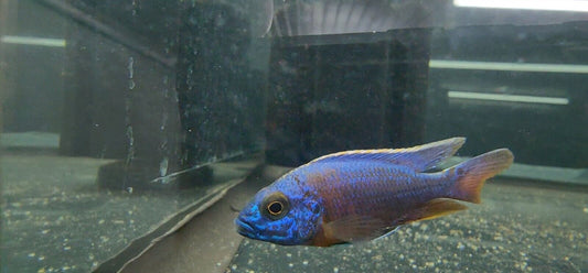 Pink & Blue OB Throwback Hybrid (Aulonocara Sp.)