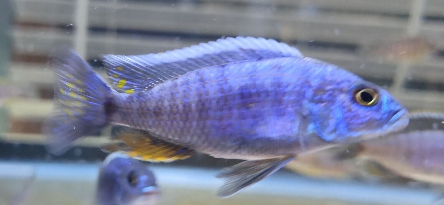 Electric Blue Fryeri (Sciaenochromis Fryeri)